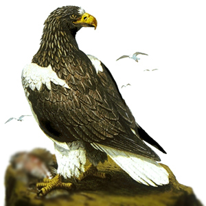 Sea Eagle