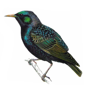 Starling