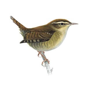 Wren