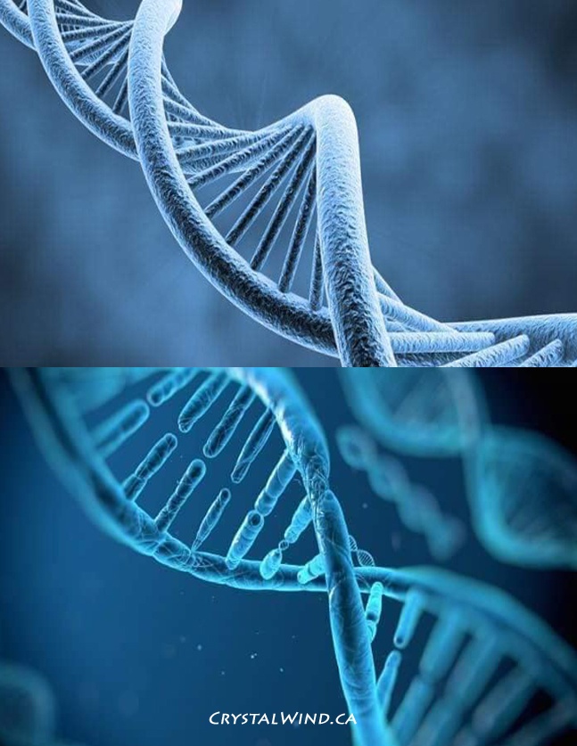 Human DNA