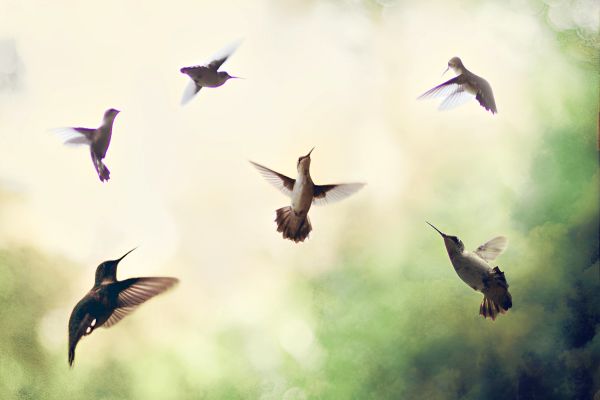 Transformative Hummingbird Wisdom Transformative Hummingbird Wisdom