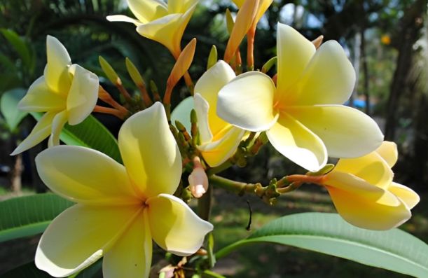 Jasmine Tree Kingdom's Blessings For The Fragrance Of Health, Beauty, And Love