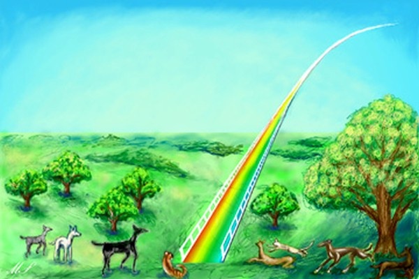 Activation of Collective Rainbow Bridge