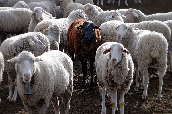 Understanding The Role Of The “Black Sheep”
