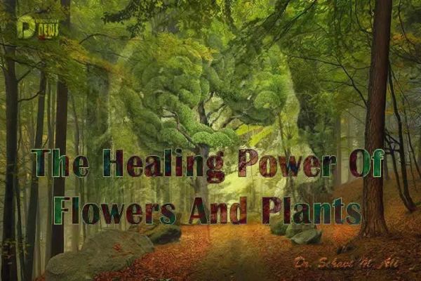 The Healing Power Of Flowers And Plants