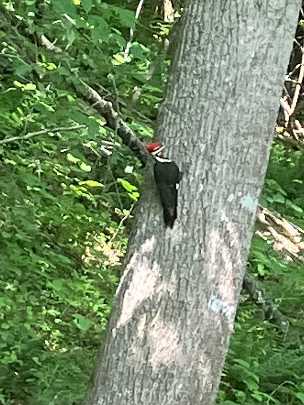 The Sacred Rhythms of the Woodpecker