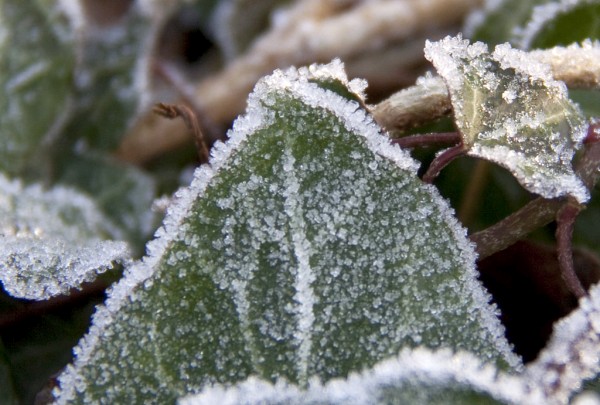 First Frosts First Frosts