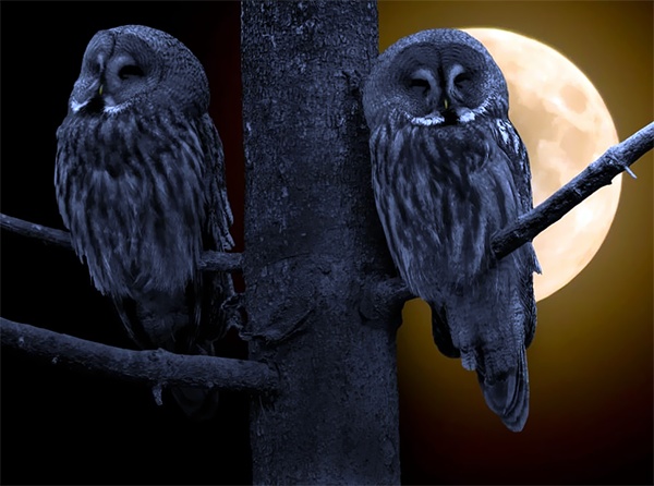 Owl Drunk Owl Drunk