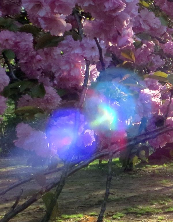 The Beings of Light: It’s About You and the Path You Walk Upon The Beings of Light: It’s About You and the Path You Walk Upon