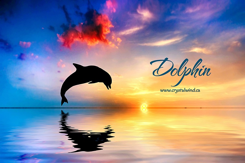 dolphin friend 11
