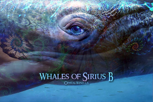 Whales of Sirius B: Guardians of Inner Light and Wisdom Whales of Sirius B: Guardians of Inner Light and Wisdom