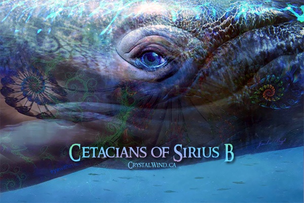 Our Gift Of Patience - The Cetaceans of Sirius B