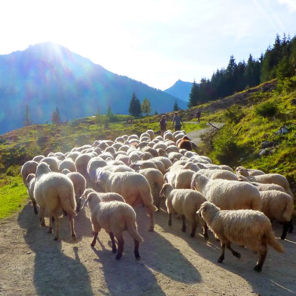 The Holy Sacrament of the Covid Vaccination