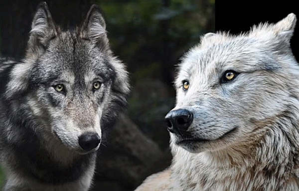 The Duality Game: The Arcturian Collective The Duality Game: The Arcturian Collective