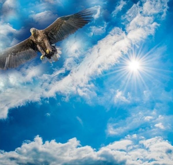 Arcturian Collective: Awakening Adams & Eves Expose the Serpent's Eden Arcturian Collective: Awakening Adams & Eves Expose the Serpent's Eden