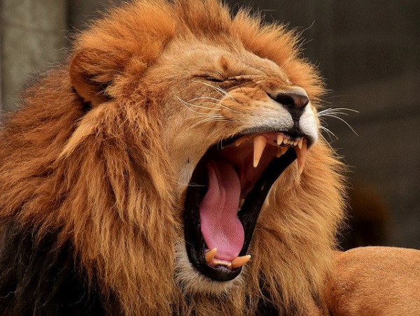 October 2020 & Its Roars: The Great Awakening Is Here-The Arcturian Collective