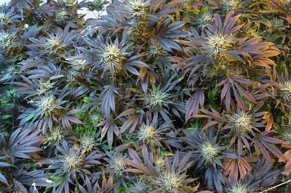 What Are Cannabis Strains, And How To Choose The Best One?