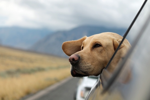 Traveling to Europe with Your Pet