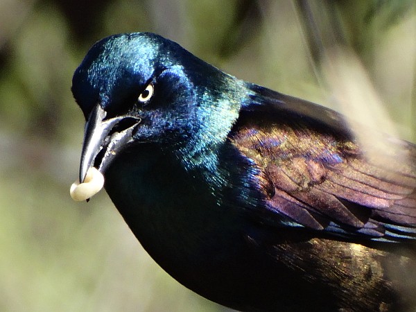 Black Birds Black Birds