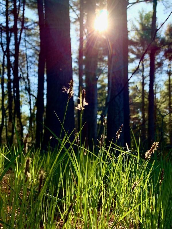 Pachamama