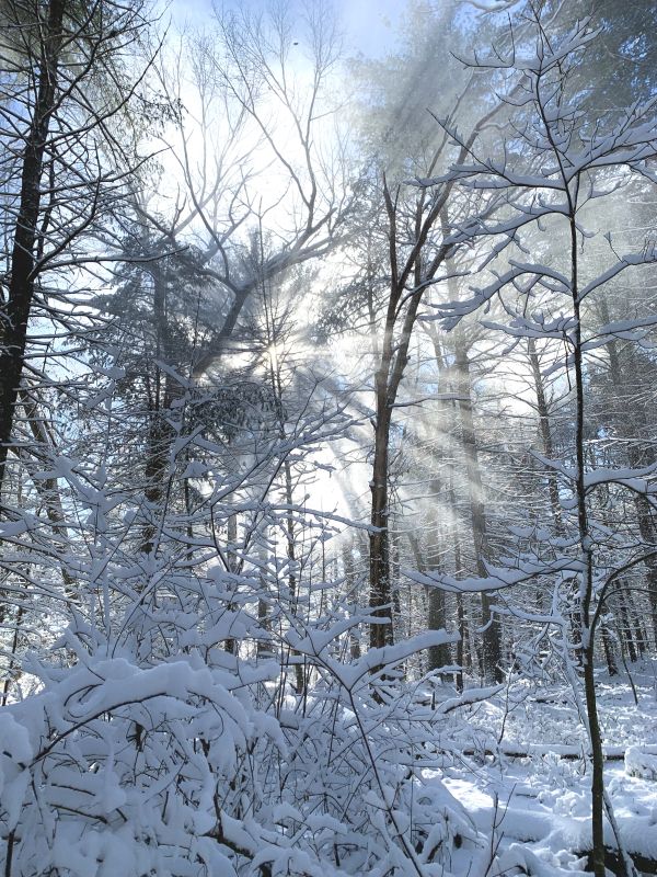 Winter Wood: A Love Song Winter Wood: A Love Song