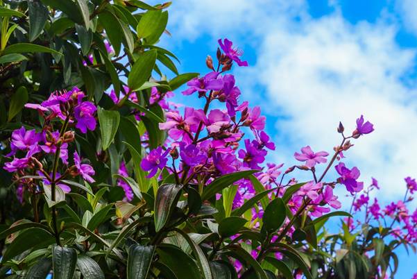 How to Make a Perfect Blooming Flower Garden