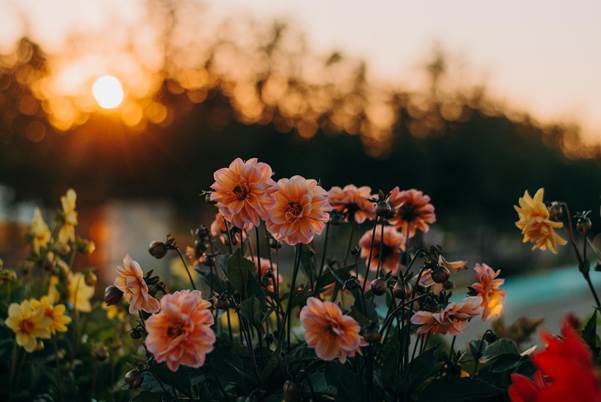 How to Make a Perfect Blooming Flower Garden How to Make a Perfect Blooming Flower Garden