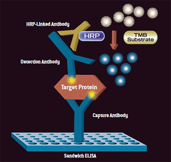 Choosing the Right ELISA Kit for Your Lab: 5 Crucial Things to Keep in Mind Choosing the Right ELISA Kit for Your Lab: 5 Crucial Things to Keep in Mind
