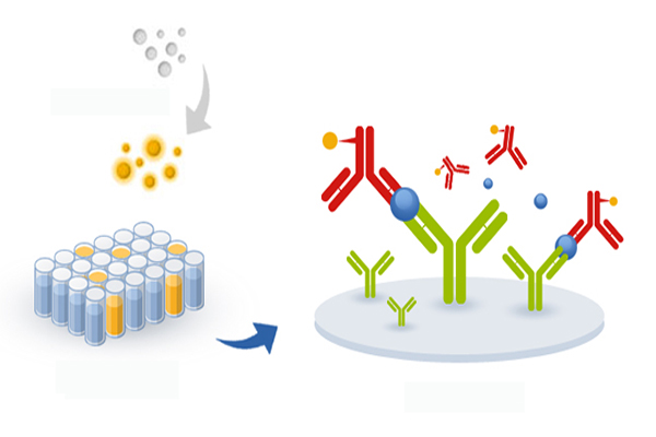 Choosing the Right ELISA Kit for Your Lab: 5 Crucial Things to Keep in Mind Choosing the Right ELISA Kit for Your Lab: 5 Crucial Things to Keep in Mind