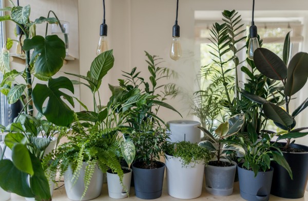 How To Bring Nature In Your Home And The Serenity That Comes With It
