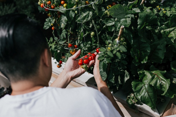 Vegan Gardening: How to Grow Your Own Food Vegan Gardening: How to Grow Your Own Food