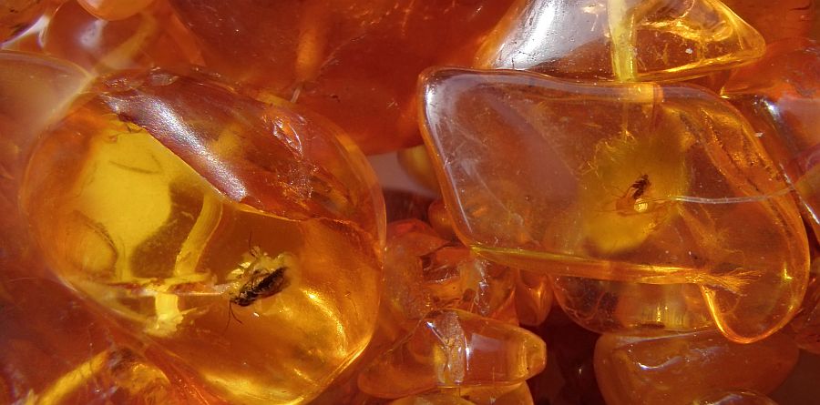 baltic-amber