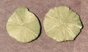 Pyrite Dollars Pyrite Dollars