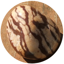 Zebra Jasper Brown zebra_jasper_brown