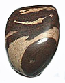 zebra_jasper_brown