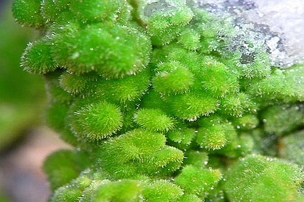 pyromorphite4