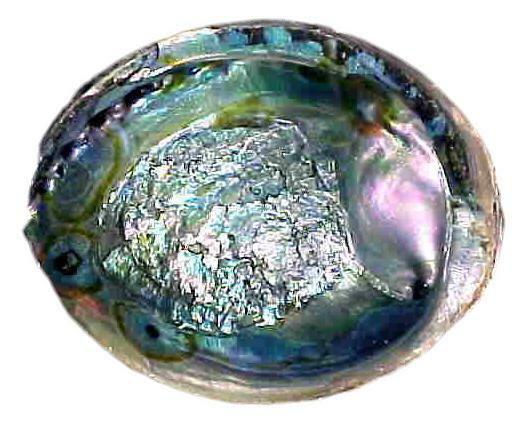 Abalone Shell