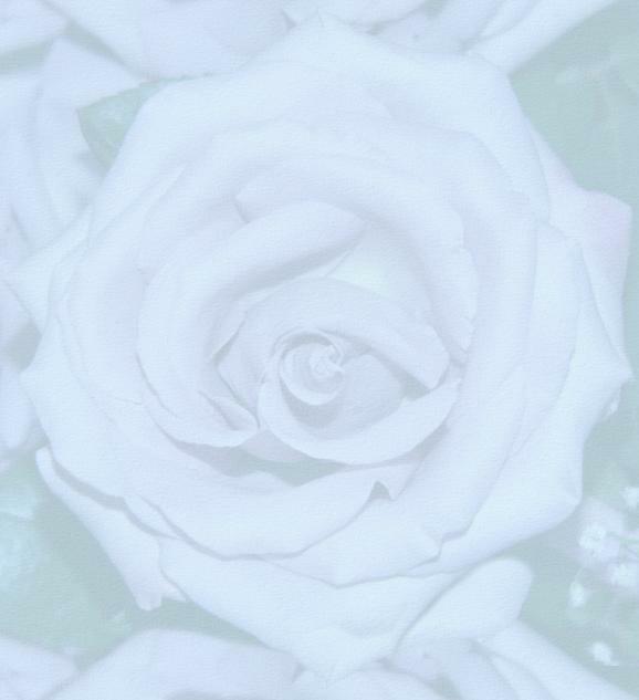 rose 01