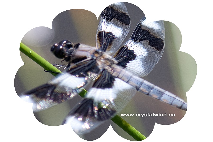 black and white dragonfly