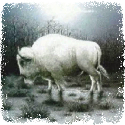 white_buffalo