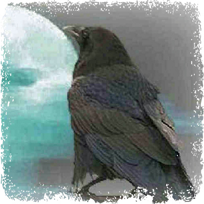 crow