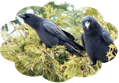 crow_pair