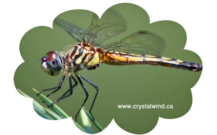 Dragonfly dragonfly cw11
