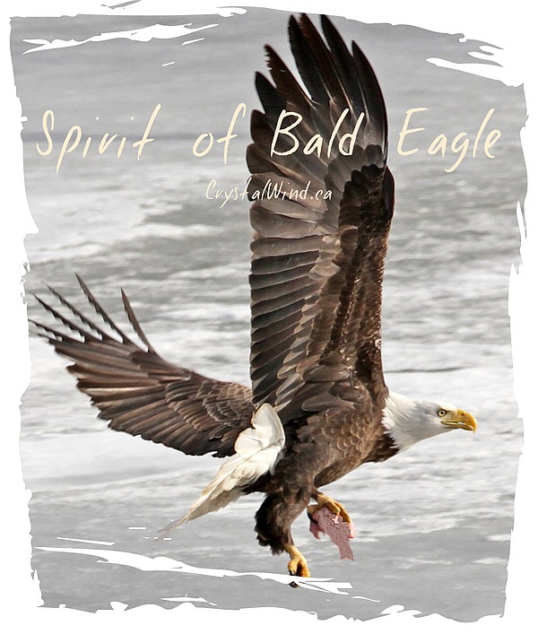 Spirit of Bald Eagle