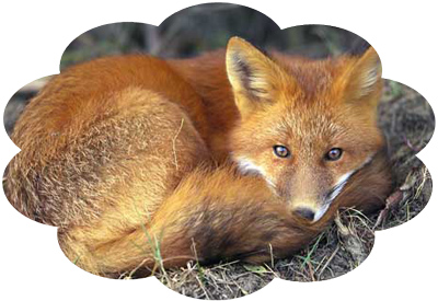 fox_sleeping