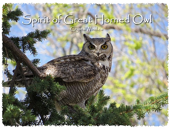 Spirit of Great Horned Owl