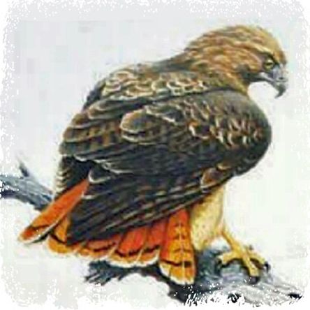 Spirit of Red-Tailed Hawk