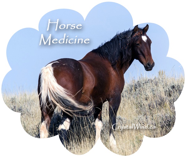 horse med