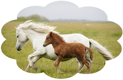 horses_galloping