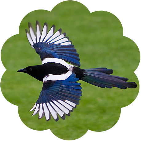 magpie